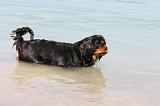 CAVALIER KING CHARLES 636